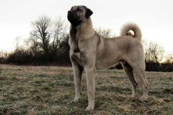cao-kangal-the-powerful-and-turkish-livestock-guardian-dog