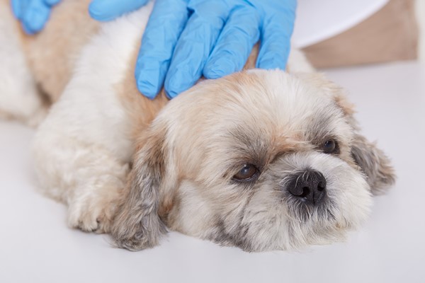 allergies-in-dogs-symptoms-causes-and-treatment-options