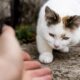 calling-your-cat-discover-the-secrets-to-attracting-feline-attention