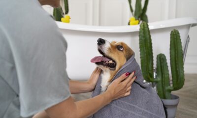 canine-hygiene-tips-for-keeping-your-dog-clean-and-healthy
