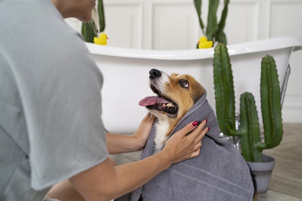 canine-hygiene-tips-for-keeping-your-dog-clean-and-healthy