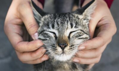 cat-adoption-tips-and-resources-to-find-your-feline-friend