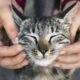 cat-adoption-tips-and-resources-to-find-your-feline-friend