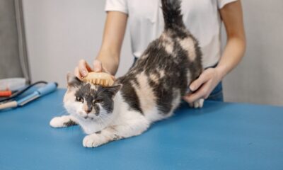 cat-hair-tips-for-managing-shedding-and-allergies