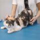 cat-hair-tips-for-managing-shedding-and-allergies