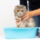 cat-hygiene-routine-keeping-your-feline-clean-and-healthy