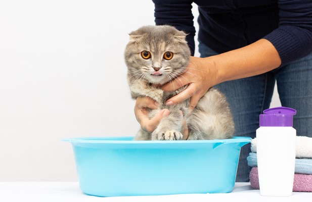 cat-hygiene-routine-keeping-your-feline-clean-and-healthy