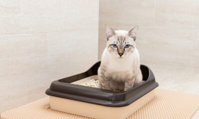 cats-and-the-litter-box-tips-for-a-clean-and-happy-home