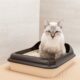 cats-and-the-litter-box-tips-for-a-clean-and-happy-home