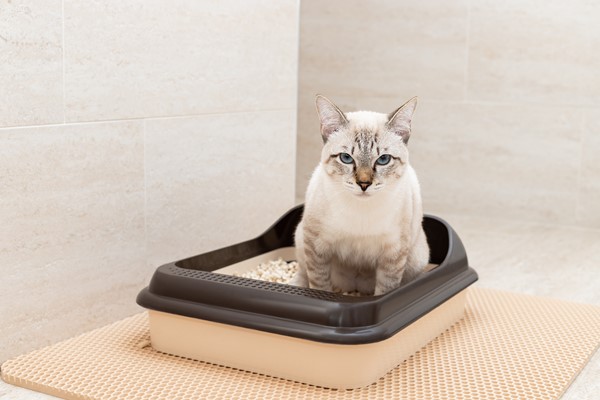 cats-and-the-litter-box-tips-for-a-clean-and-happy-home