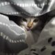 cats-and-their-curiosities-understanding-feline-behavior