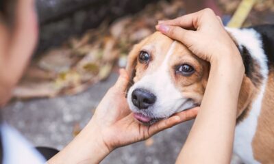 dog-adoption-everything-you-need-to-know
