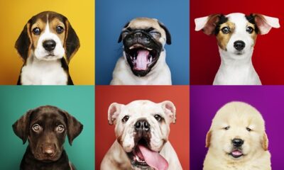 dog-breeds-a-guide-to-discovering-the-finest-canine-companion