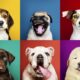dog-breeds-a-guide-to-discovering-the-finest-canine-companion