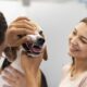 dog-care-essential-tips-for-a-happy-pet