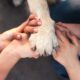 dog-socialization-guide-introducing-your-pup-to-the-world