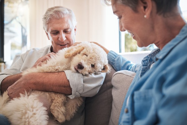 elderly-dogs-special-care-tips