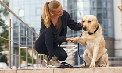 positive-reinforcement-the-key-to-training-happy-dogs