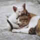 street-cats-understanding-the-lives-of-abandoned-felines