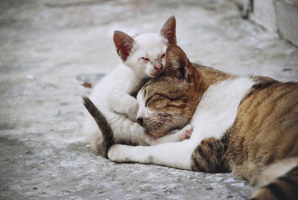 street-cats-understanding-the-lives-of-abandoned-felines