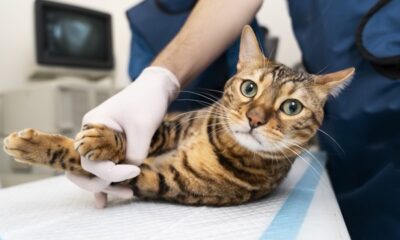 the-importance-of-castration-in-cats-benefits-and-considerations