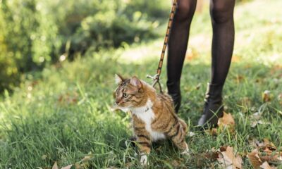 walking-with-your-feline-the-connection-between-you-and-your-cat