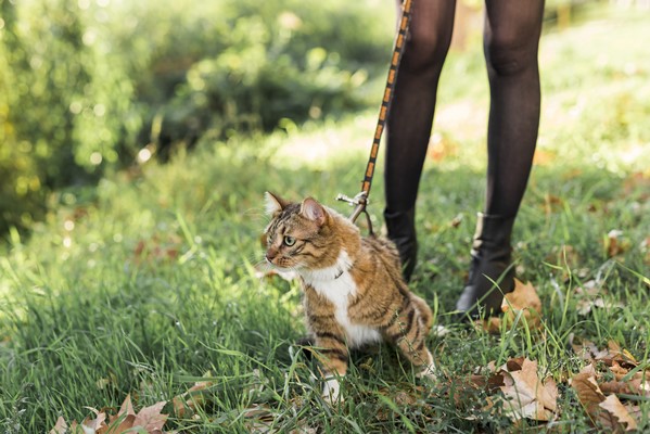 walking-with-your-feline-the-connection-between-you-and-your-cat