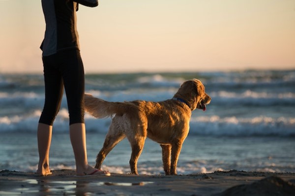 Beach Adventures with Your Dog