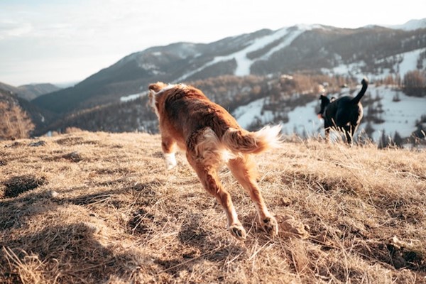 Let your pooch have fun Pet-friendly destinations for amazing trips