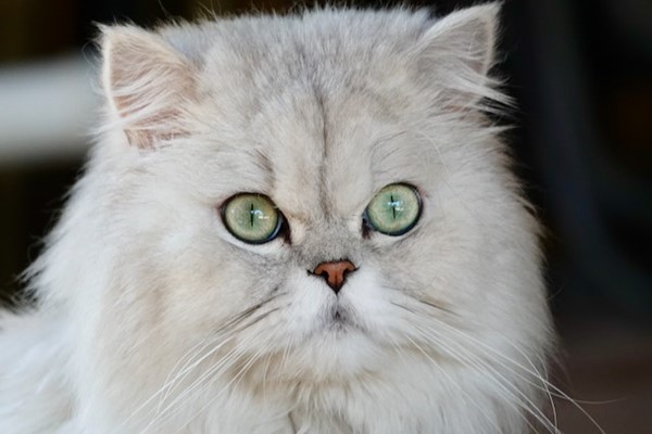 Persian Cat Long Hair and Adorable Face